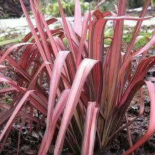 phormium-pink-panther-1.jpg