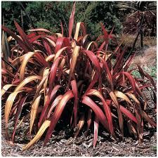 phormium-pink-panther-2.jpg