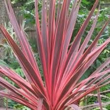phormium-pink-panther-3.jpg