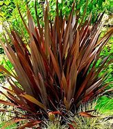 phormium-purpureum-1.jpg