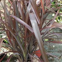 phormium-purpureum-2.jpg