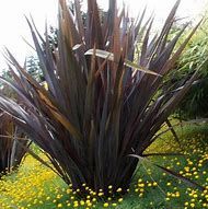 phormium-purpureum-3.jpg