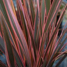 phormium-rainbaw-quuen-1.jpg