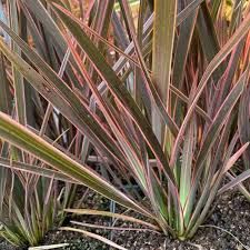 phormium-rainbaw-quuen-2.jpg