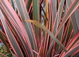 phormium-rainbaw-quuen-3.jpg