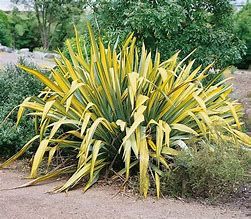 Lin de Nouvelle- Zélande 'Variégatum'