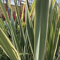 phormium-variegatum-2.jpg