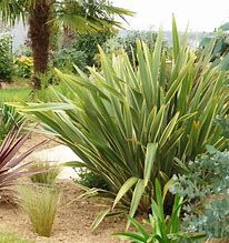 phormium-variegatum-3.jpg