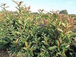 photinia-crunchy-3.jpg