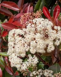 Photinia 'Red Robin'