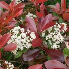 photinia-red-robin-2.jpg