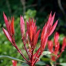 photinia-red-robin-3.jpg