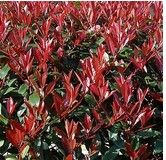 Photinia 'Carré Rouge'