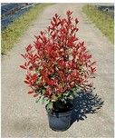 photinia-x-fraserii-carre-rouge-2.jpg