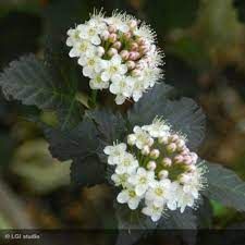 physocarpus-diabolo-1.jpg