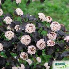 physocarpus-diabolo-3.jpg