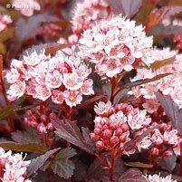 physocarpus-little-jocker-1.jpg