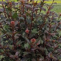 physocarpus-little-jocker-3.jpg