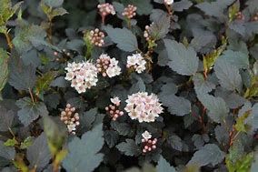 physocarpus-little-jocker-4.jpg