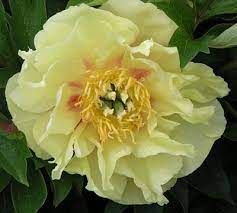 Pivoine arbustive 'Itoh Prairie Charm'