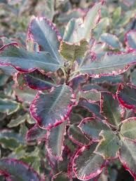 pittosporum-elisabeth-1.jpg