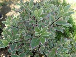 pittosporum-elizabeth-3.jpg