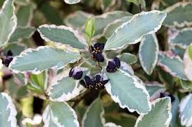 pittosporum-elizabeth-4.jpg