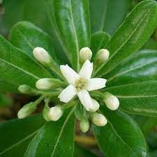 pittosporum-tobira-1.jpg