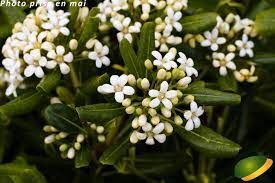 pittosporum-tobira-2.jpg