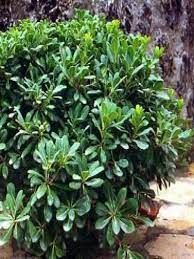 pittosporum-tobira-4.jpg