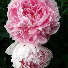 pivoine-double-pink-3.jpg