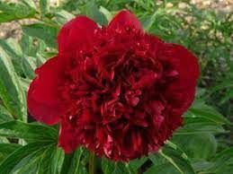 Pivoine de chine 'Double Red'