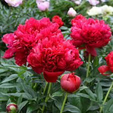 pivoine-double-red-2.jpg