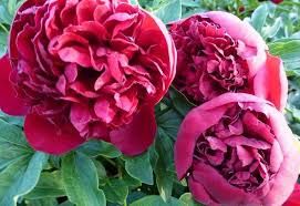 pivoine-double-red-3.jpg