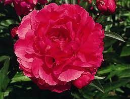 pivoine-double-red-4.jpg