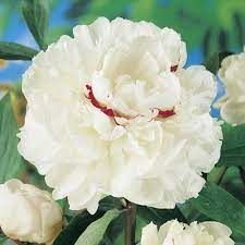 pivoine-double-white-1.jpg