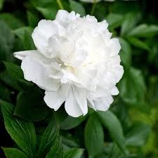 pivoine-double-white-3.jpg