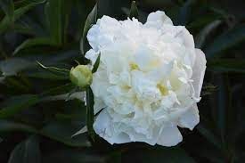 pivoine-double-white-4.jpg