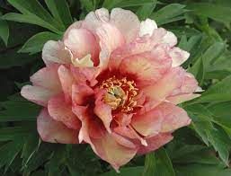 Pivoine arbustive 'Itoh Hillary'
