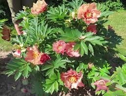 Pivoine arbustive 'Old rose Dandy'