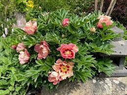 pivoine-old-rose-dandy-4.jpg