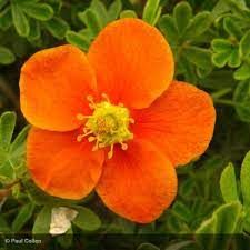 Potentille arbustive 'Hopley's orange'