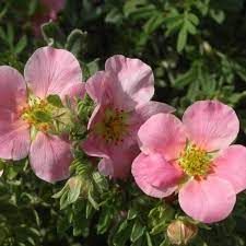 Potentille arbustive 'Lovely Pink Beauty'