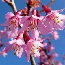 Cerisier à fleurs du japon 'Okame'