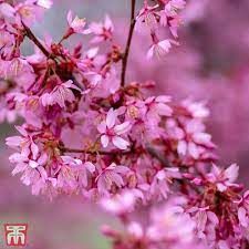 prunus-okame-2.jpg