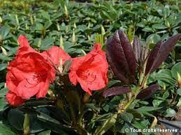 rhodo-elizabeth-red-foliage-2.jpg