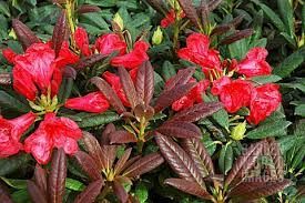 rhodo-elizabeth-red-foliage-5.jpg