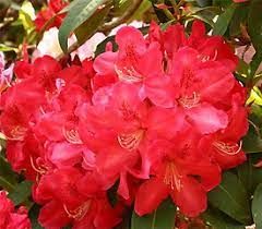 rhodo-hugh-koster-1.jpg