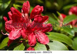 rhodo-hugh-koster-2.jpg