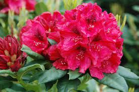 Rhododendron hybride 'Lord Roberts'